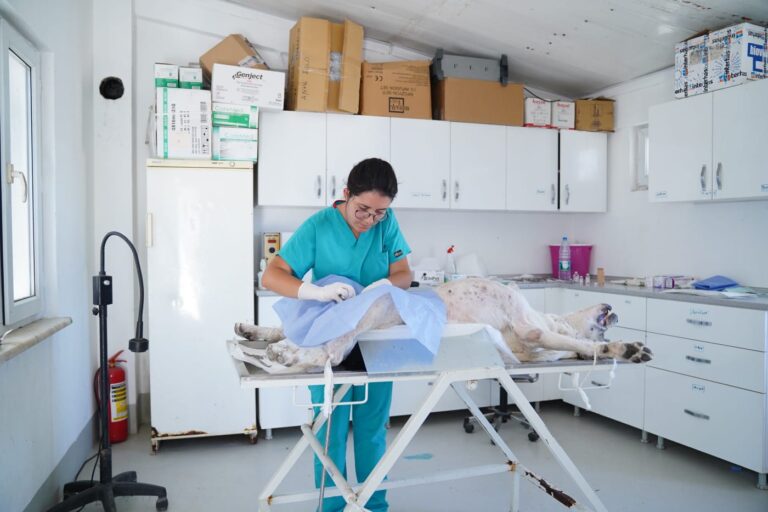 AYVALIK BELEDİYESİ SOKAKTAKİ CAN DOSTLARIN DA YANINDA